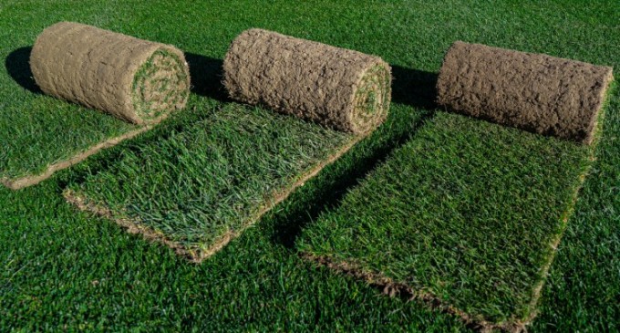 Care sunt principalele diferențe dintre gazonul rulou și cel obținut prin insamantare?