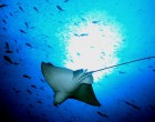 Rezervația naturală Galapagos este amenințată de navele de pescuit ale Chinei – Terra