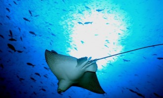 Rezervația naturală Galapagos este amenințată de navele de pescuit ale Chinei – Terra