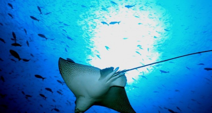 Rezervația naturală Galapagos este amenințată de navele de pescuit ale Chinei – Terra