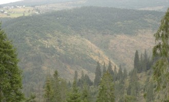 Motivare CCR: La adoptarea Legii privind „DNA-ul pădurilor” s-a avut în vedere o sursă de finanţare incertă / USR anunţă că va depune iar proiectul: „Motivul indicat de CCR e ridicol” – Esential