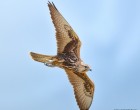 Falconeria, vânătoarea cu păsări de pradă, la un pas de legalizare – Esential