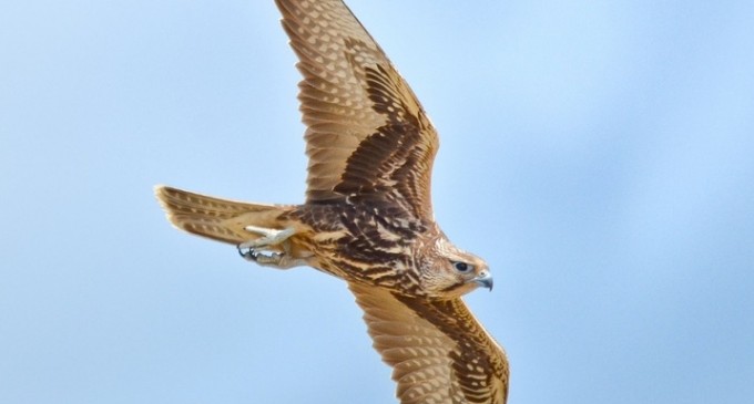 Falconeria, vânătoarea cu păsări de pradă, la un pas de legalizare – Esential