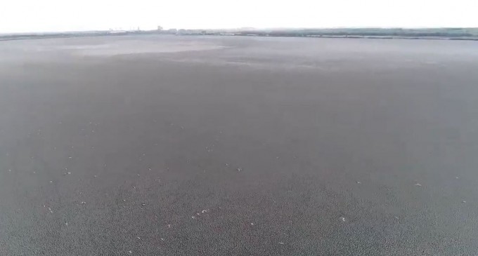 VIDEO Dezastru ecologic: Lacul Iezer Călărași a secat complet – Esential