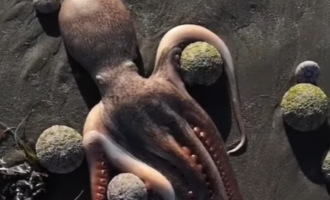 VIDEO Mii de animale marine moarte în urma unui dezastru ecologic în peninsula Kamceatka – International