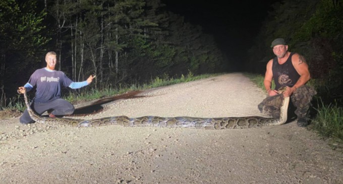 Piton de aproape 6 metri lungime capturat în Florida – International