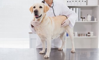 Nord Vet – în top cele mai bune cabinete veterinare Suceava