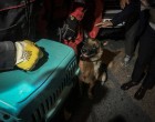 FOTO O pisică a fost salvată de un câine dintre ruinele unei clădiri prăbușite în Izmir – Esential