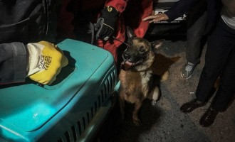FOTO O pisică a fost salvată de un câine dintre ruinele unei clădiri prăbușite în Izmir – Esential