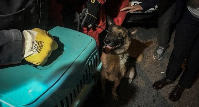 FOTO O pisică a fost salvată de un câine dintre ruinele unei clădiri prăbușite în Izmir – Esential