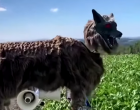 VIDEO Un oraș din Japonia foloșește lupi roboți pentru a speria urșii – International