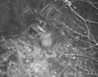 VIDEO​ Familie de bursuci care se joacă, surprinsă de o cameră video din pădure – Mediu
