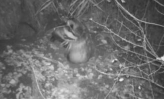VIDEO​ Familie de bursuci care se joacă, surprinsă de o cameră video din pădure – Mediu