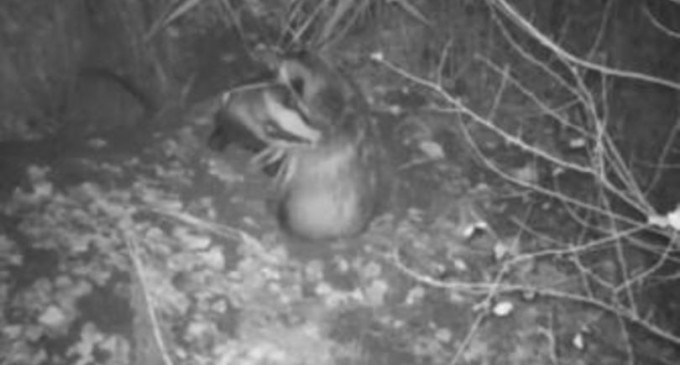 VIDEO​ Familie de bursuci care se joacă, surprinsă de o cameră video din pădure – Mediu