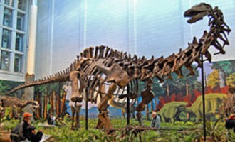 De ce unii dinozauri aveau gâturi atât de lungi – Arheologie