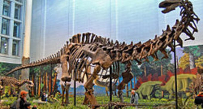 De ce unii dinozauri aveau gâturi atât de lungi – Arheologie