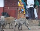 Zimbabwe: Hienele l-au târât pe un bărbat din pat în afara casei și l-au ucis – International