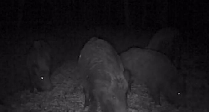 VIDEO Neamț: Imagini nocturne cu o turmă de porci mistreți care se pregătește de iarnă – Mediu