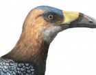 VIDEO O pasăre de pe vremea dinozaurilor, cu ciocul în formă de lamă de coasă, aduce noi informaţii despre diversitatea aviară – Arheologie