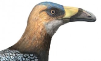VIDEO O pasăre de pe vremea dinozaurilor, cu ciocul în formă de lamă de coasă, aduce noi informaţii despre diversitatea aviară – Arheologie