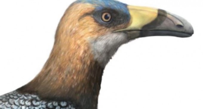 VIDEO O pasăre de pe vremea dinozaurilor, cu ciocul în formă de lamă de coasă, aduce noi informaţii despre diversitatea aviară – Arheologie