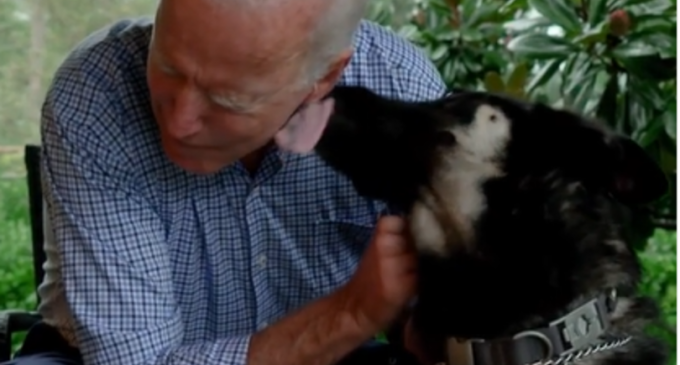 VIDEO Câinii se întorc la Casa Albă: Ciobănescul german al lui Biden va fi primul câine de salvare care va ajunge în reședința președintelui SUA – Showbiz