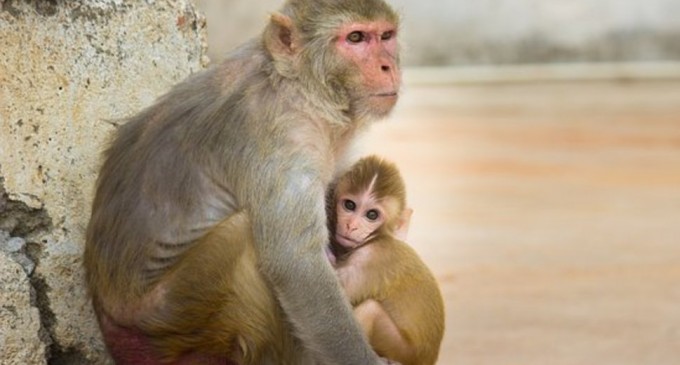 Toate maimuțele de la un centru de cercetare al NASA au fost eutanasiate în aceeași zi anul trecut – International