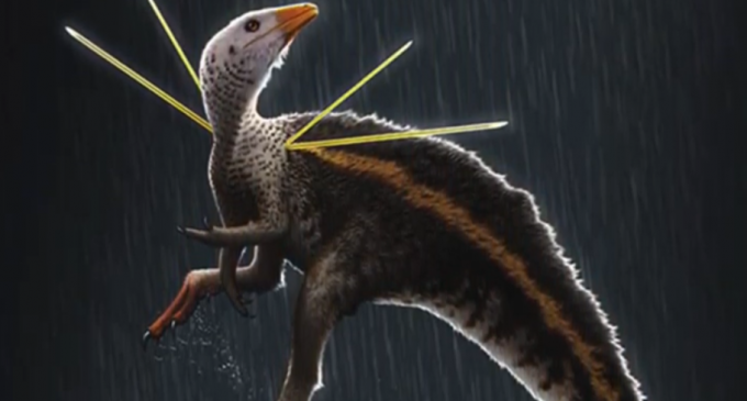 Un dinozaur cu ”păr” și ”panglici” a fascinat oamenii de știință – Arheologie