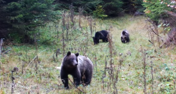 Mărturia fiului bărbatului atacat de urs în Harghita: „S-a întâmplat la 50 de metri de la gardul curții. L-am auzit urlând cu disperare. Era mușcat tot de față” – Esential