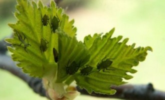 Ce solutii naturale poti folosi impotriva daunatorilor din gradina?