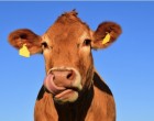 Avantajele hrănirii animalelor cu furaje