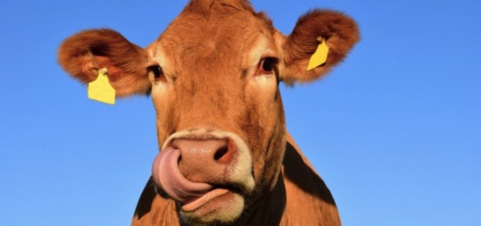 Avantajele hrănirii animalelor cu furaje