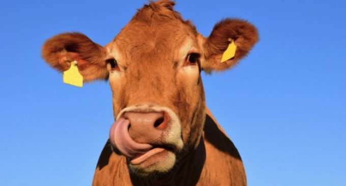 Avantajele hrănirii animalelor cu furaje