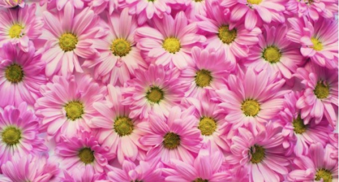 Lucruri pe care trebuie să le știe un bărbat înainte de a dărui flori