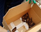 Franța: caz extrem de rar al unui bărbat care a murit de rabie după contactul cu liliecii – International