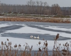 Patru lebede, blocate pe un lac înghețat, salvate de pompieri – Mediu