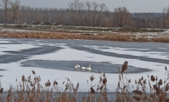 Patru lebede, blocate pe un lac înghețat, salvate de pompieri – Mediu