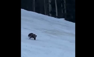 VIDEO ​Un urs a produs panică în Predeal. Turiștii au sunat la 112 – Esential