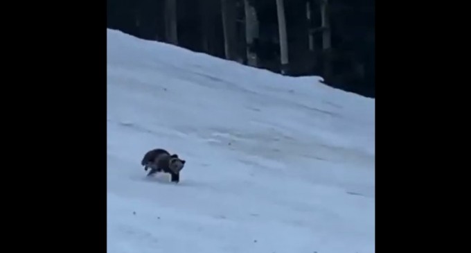 VIDEO ​Un urs a produs panică în Predeal. Turiștii au sunat la 112 – Esential