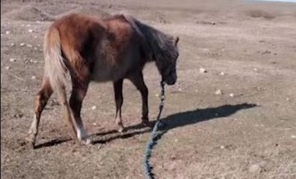 ​Caii abandonați lângă lacul Zarguzon, din Techirghiol, duși într-un adăpost din județul Constanța – Esential
