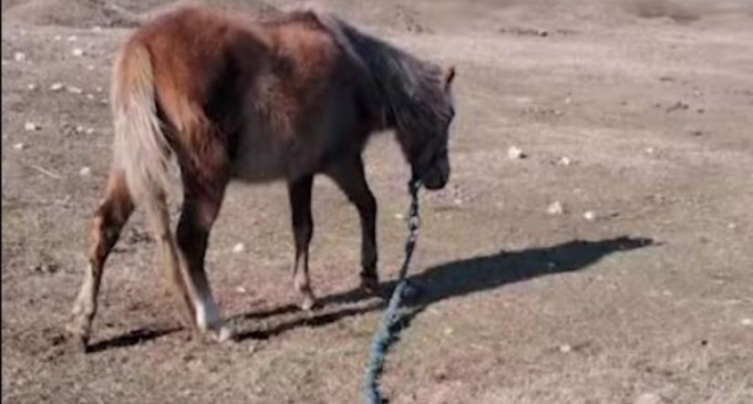 ​Caii abandonați lângă lacul Zarguzon, din Techirghiol, duși într-un adăpost din județul Constanța – Esential