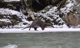 VIDEO Cum își face siesta o vidră dintr-un râu din Parcul Național Defileul Jiului – Esential
