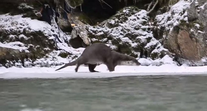 VIDEO Cum își face siesta o vidră dintr-un râu din Parcul Național Defileul Jiului – Esential
