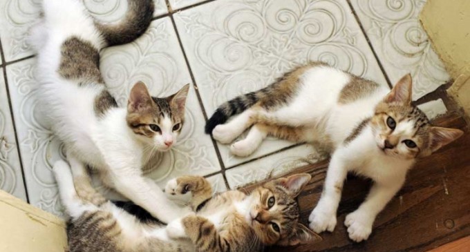 Rusia a înregistrat primul vaccin anti-Covid pentru animale – Coronavirus