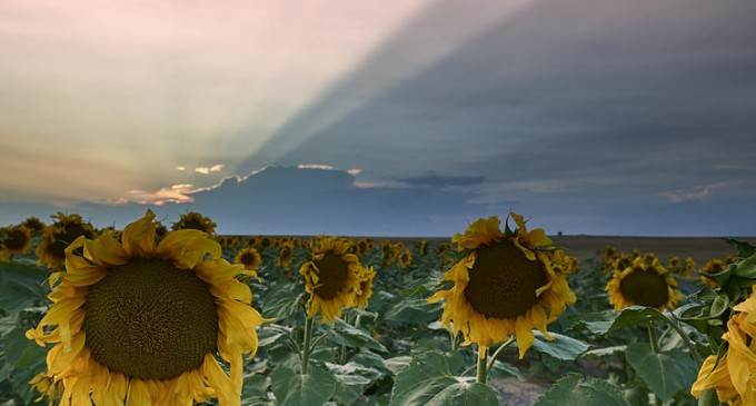 România importă pentru prima oară semințe de floarea-soarelui din Argentina – Agricultura