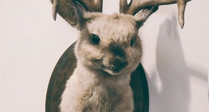 Fiți sinceri: ​​ați salva un jacalop dacă v-ar ruga Greenpeace? Despre abilitatea tinerilor de a detecta știrile false – Educatie