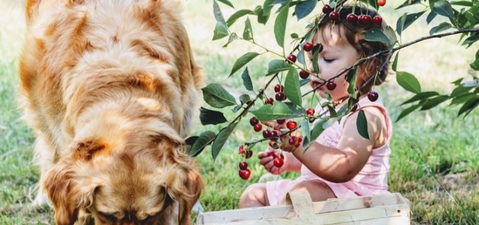 Alimentația potrivită pentru perioada gestației la câini