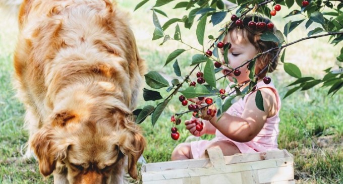 Alimentația potrivită pentru perioada gestației la câini