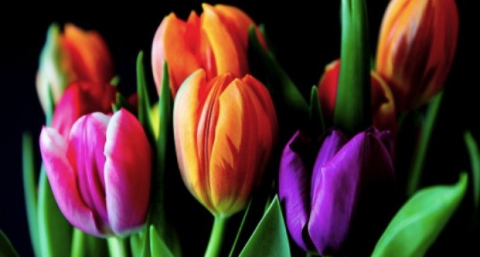 Tipuri de flori care rezistă mult timp