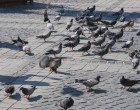 Timişoara: Consilierii USR-PLUS propun un regulament privind deţinerea animalelor de companie, dar şi legat de hrănirea animalelor şi păsărilor de pe domeniul public. „Porumbeii nu vor muri de foame dacă nu le dau oamenii hrană” – Administratie Locala